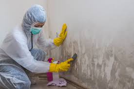 Professional Mold Removal Services in Winnsboro, LA